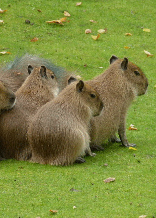 카피바라