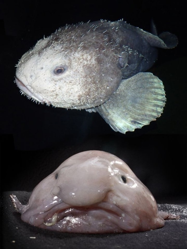 블롭피쉬
